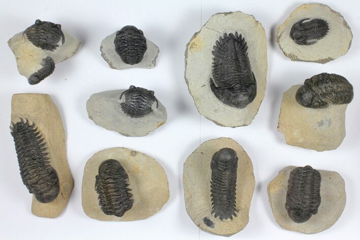 Lot: Assorted Devonian Trilobites - Pieces #92165